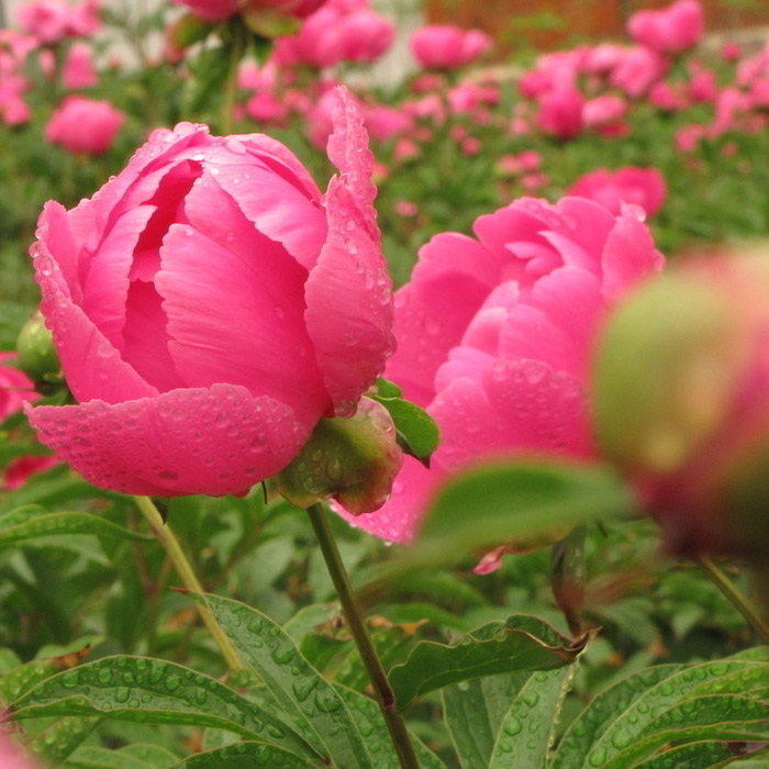 花丛01