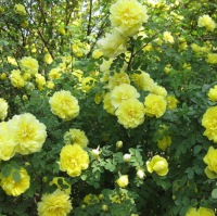 花丛1