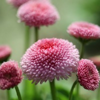 花丛00